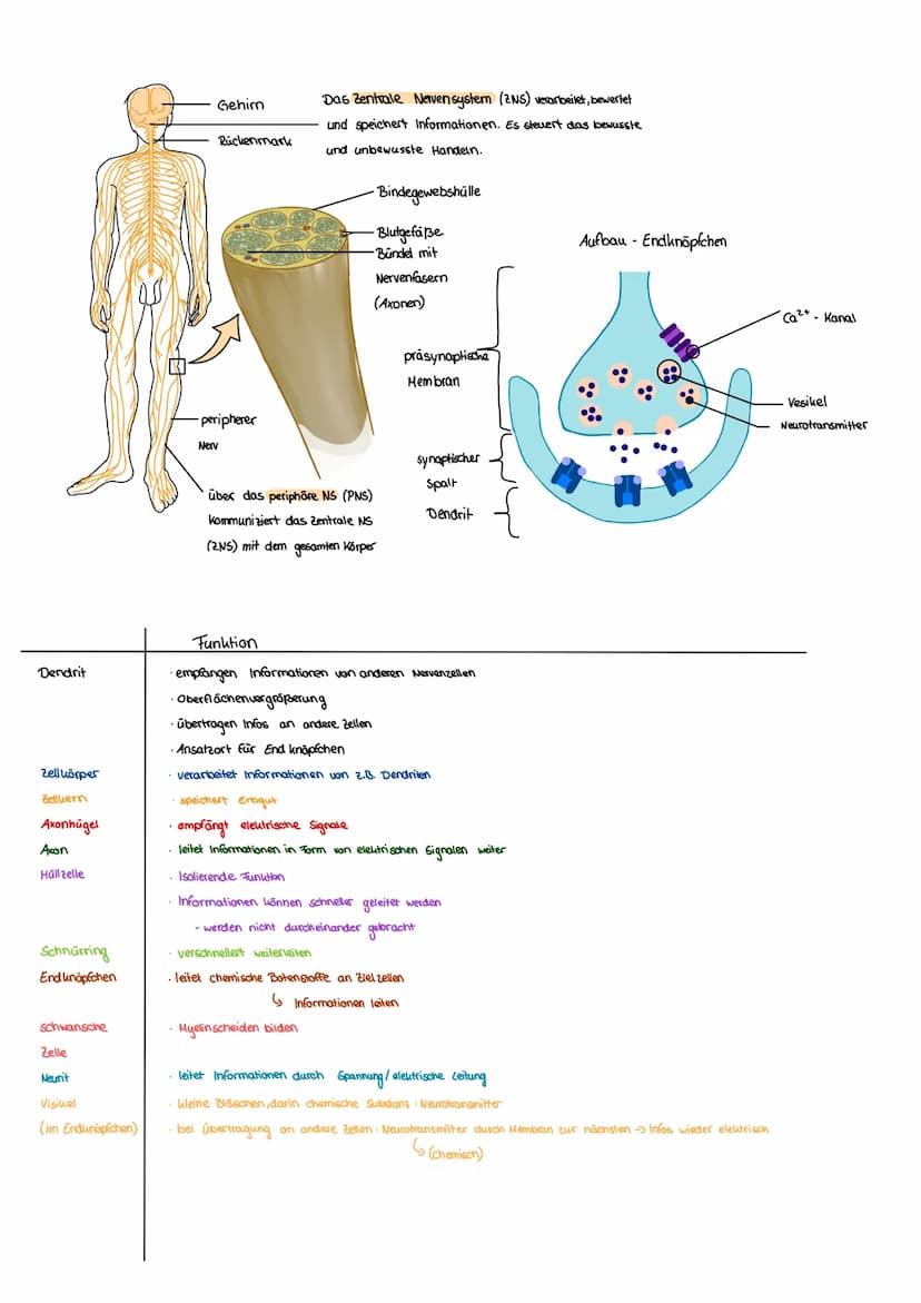 Dendrit
Zellkörper
Zellkern
Gehirn
Axon
Nervensystem
Axonhügel
Nervensystem
Zentralnervensystem
Rückenmark
Schwannsche
Zelle
Verarbeitet Inf