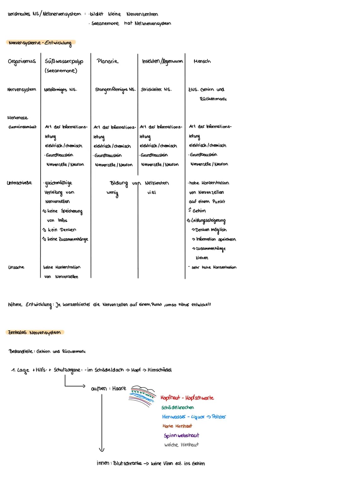 Dendrit
Zellkörper
Zellkern
Gehirn
Axon
Nervensystem
Axonhügel
Nervensystem
Zentralnervensystem
Rückenmark
Schwannsche
Zelle
Verarbeitet Inf