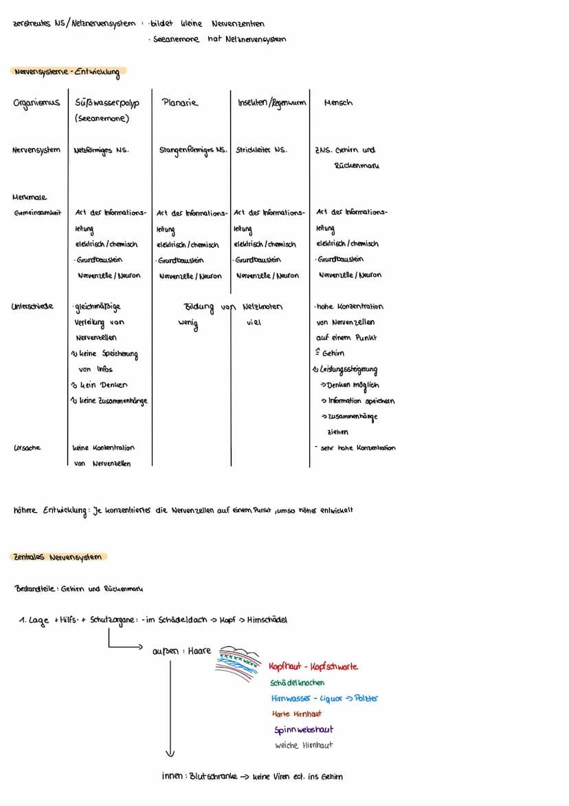 Dendrit
Zellkörper
Zellkern
Gehirn
Axon
Nervensystem
Axonhügel
Nervensystem
Zentralnervensystem
Rückenmark
Schwannsche
Zelle
Verarbeitet Inf