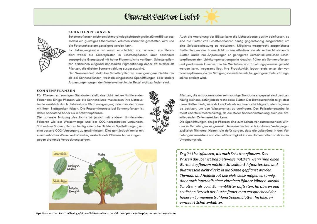 Sonnenblatt und Schattenblatt: Vergleich, Aufbau und Beispiele