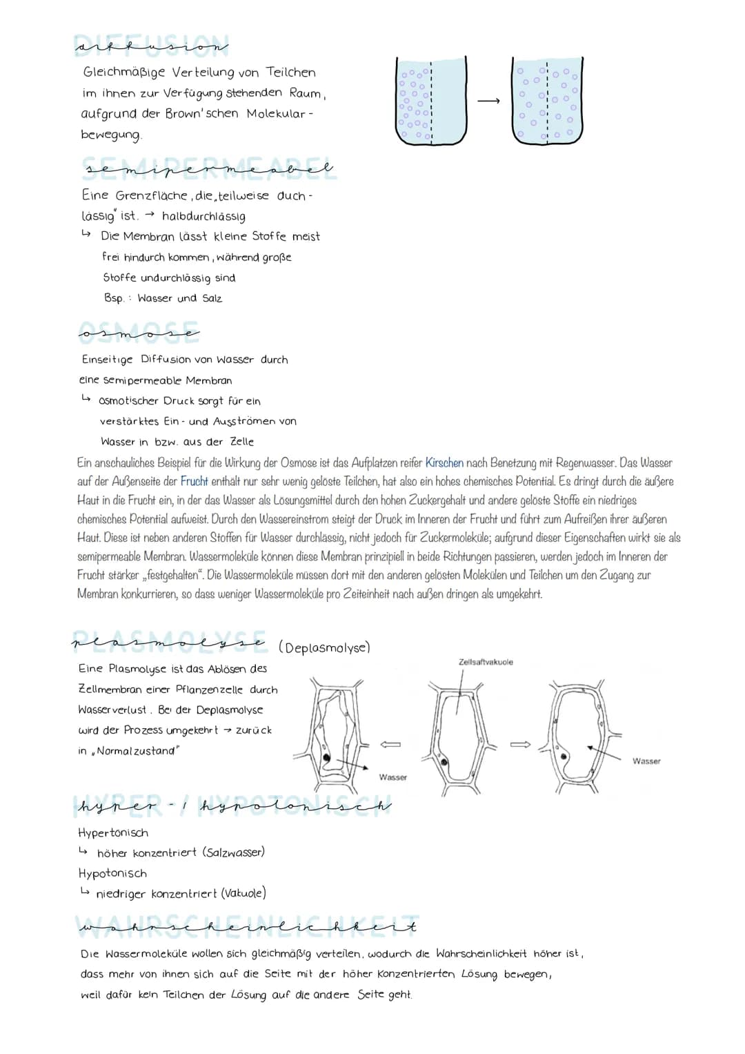 Lösung AB Osmose"
hypertonische Umgebung
(konzentrierter als innen)
außen
Durch den Wasserverlust
schrumpft der Zellkörper; die
Zellmembran 