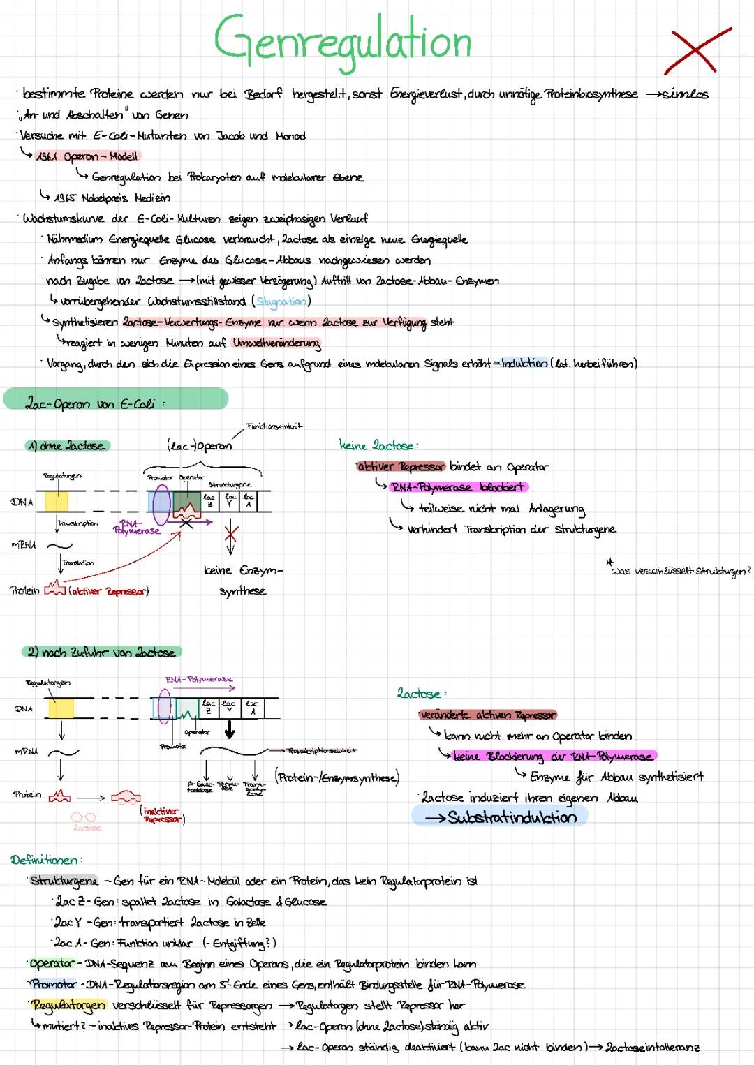 Genregulation einfach erklärt: Eukaryoten, Prokaryoten und das Lac-Operon