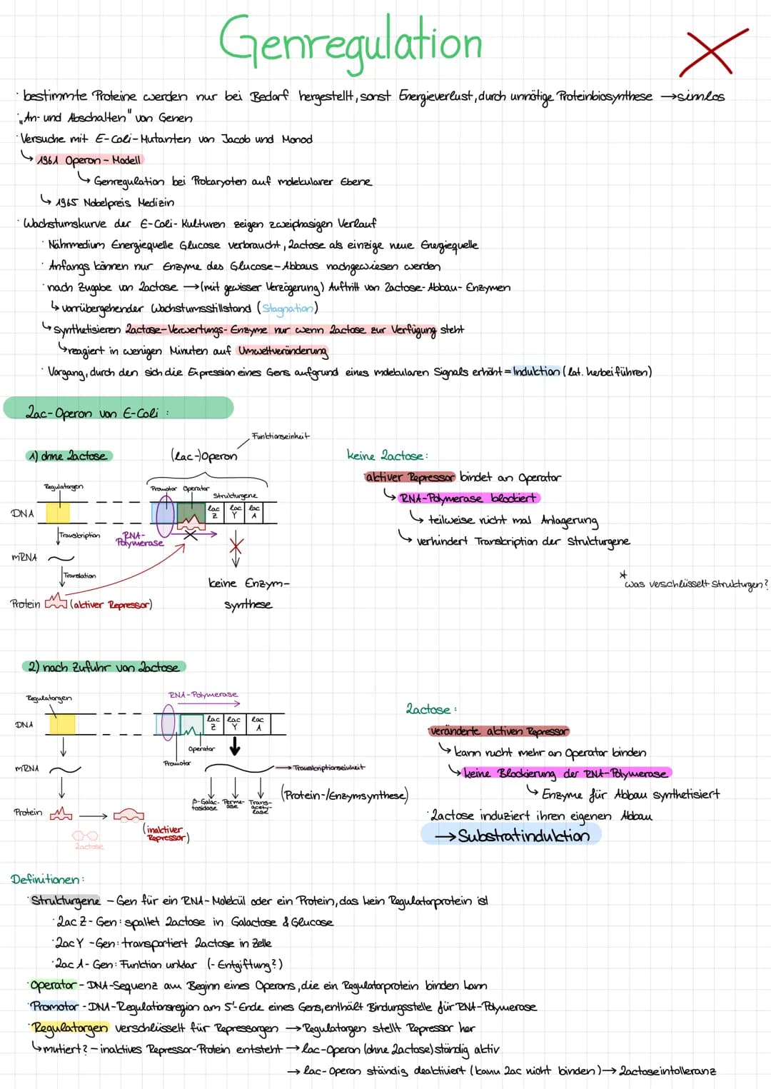 Genregulation
x
·bestimmte Proteine werden nur bei Bedarf hergestellt, sonst Energieverlust, durch unnötige Proteinbiosynthese →→sinnlos
An-