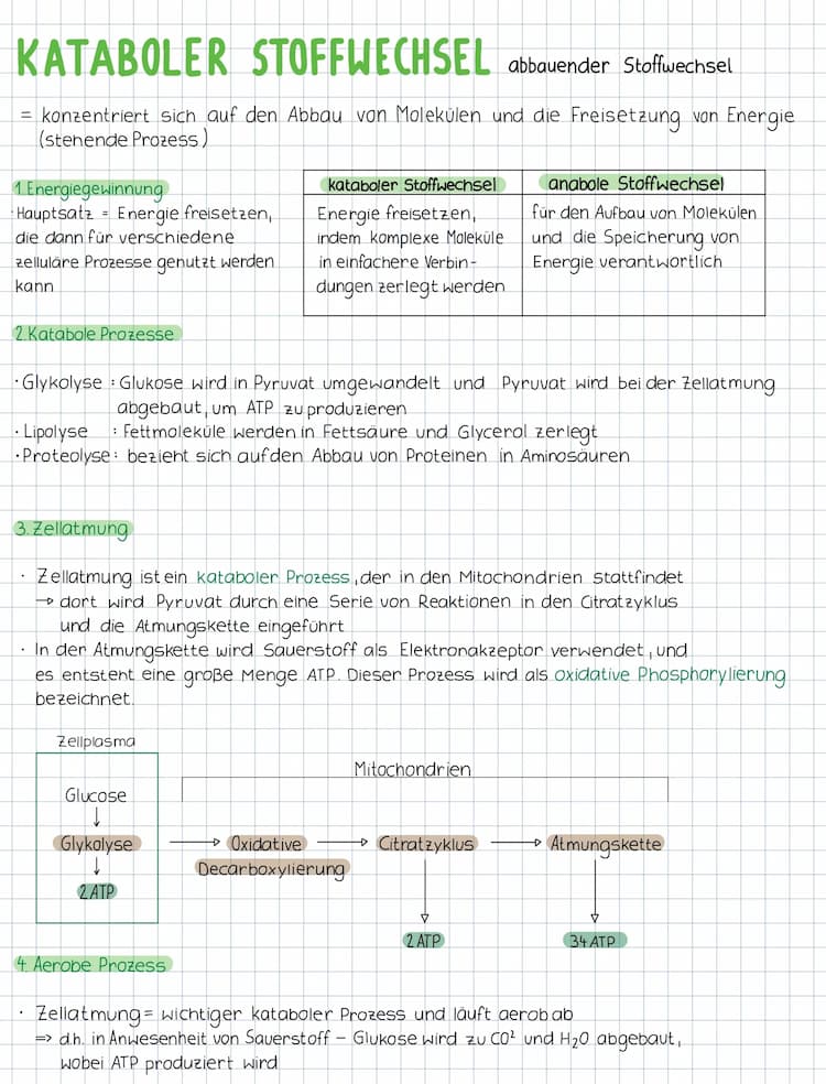 Know Dissimilation (Glykolyse, Oxidative Decarboxylierung, Citratzyklus, Atmungskette)  thumbnail