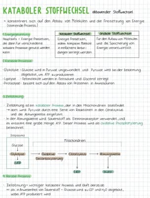 Know Dissimilation (Glykolyse, Oxidative Decarboxylierung, Citratzyklus, Atmungskette)  thumbnail