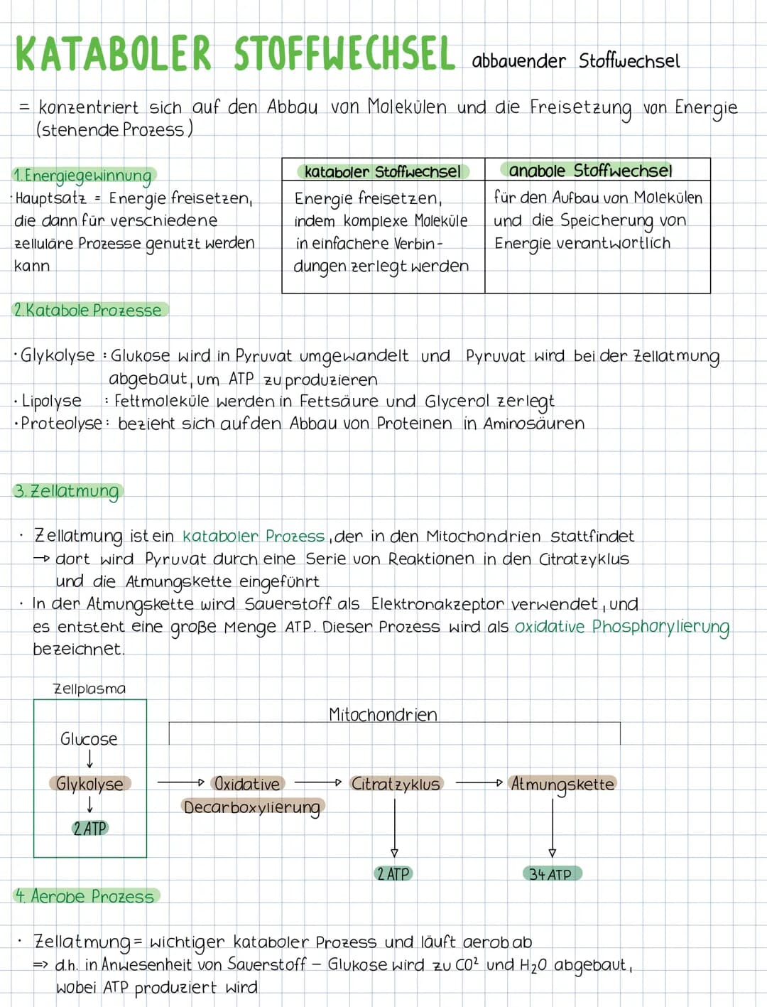 KATABOLER STOFFWECHSEL abbauender Stoffwechsel
= konzentriert sich auf den Abbau von Molekülen und die Freisetzung von Energie
(stenende Pro