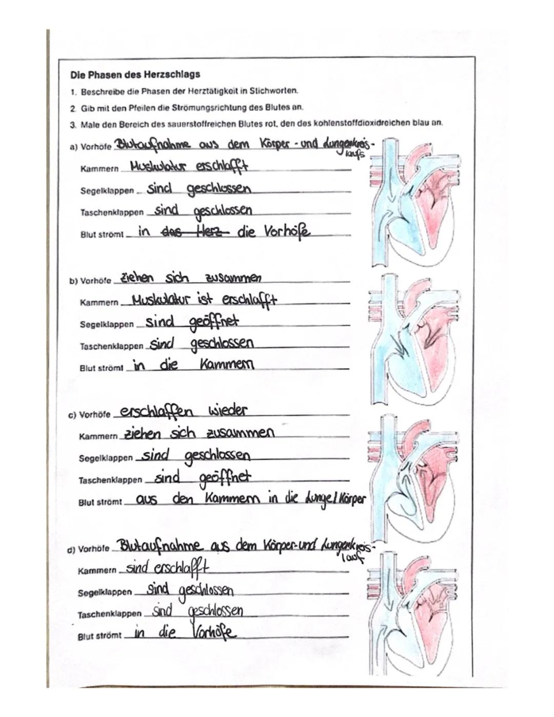 Der Blutkreislauf und die Phasen des Herzens - Arbeitsblatt Klett Lösung