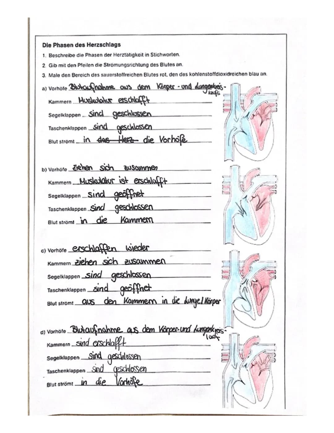 Die Phasen des Herzschlags
1. Beschreibe die Phasen der Herztätigkoit in Stichworten.
2. Gib mit den Pfeilen die Strömungsrichtung des Blute