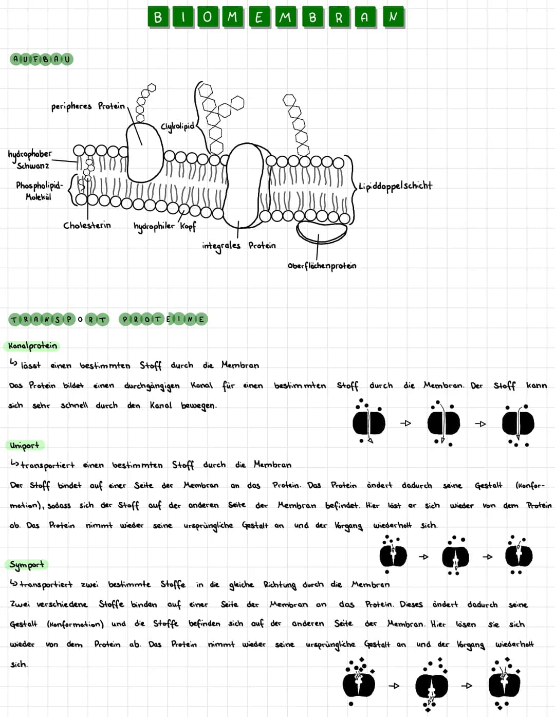 AUFBAU
peripheres Protein.
hydrophober
Schwanz
Phospholipid-
Molekül
B I
را
Clykolipid
O M EM B R A N
popoor
Cholesterin hydrophiler Kopf
in
