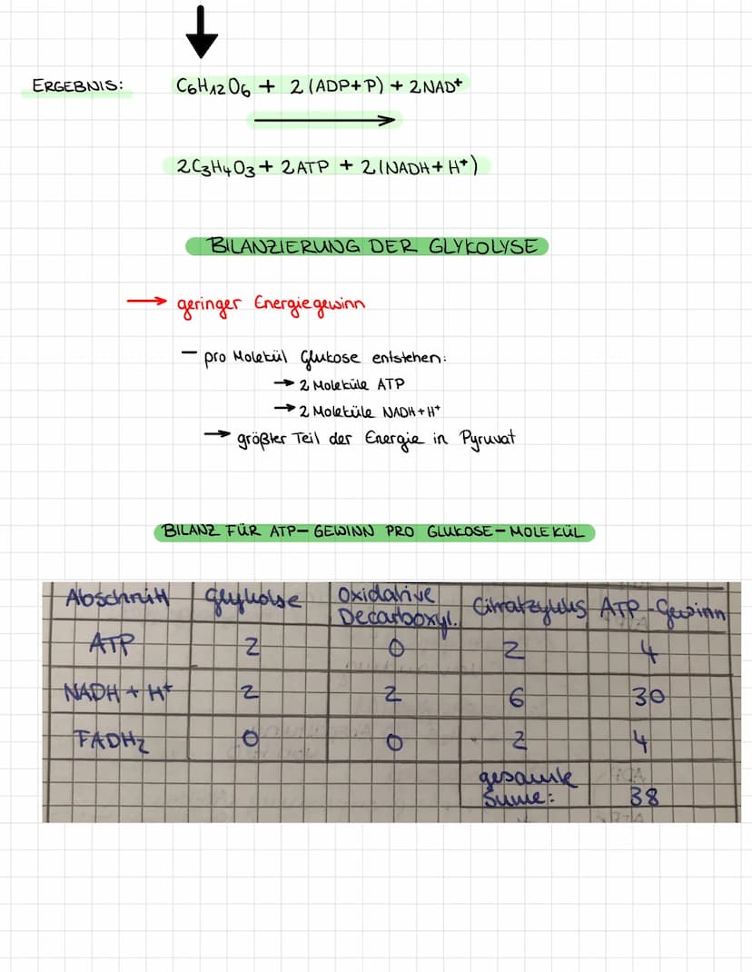 ATP
ADP
ATP)
ADP
NAD+
NADH+H
ADP
AT
ADP
ATP
GLYKOLYSE
Abbau von glukose
Glukose
Phosphoryllierung (Ablagerung
Glukose-6-phosphat
↓ umwandlun