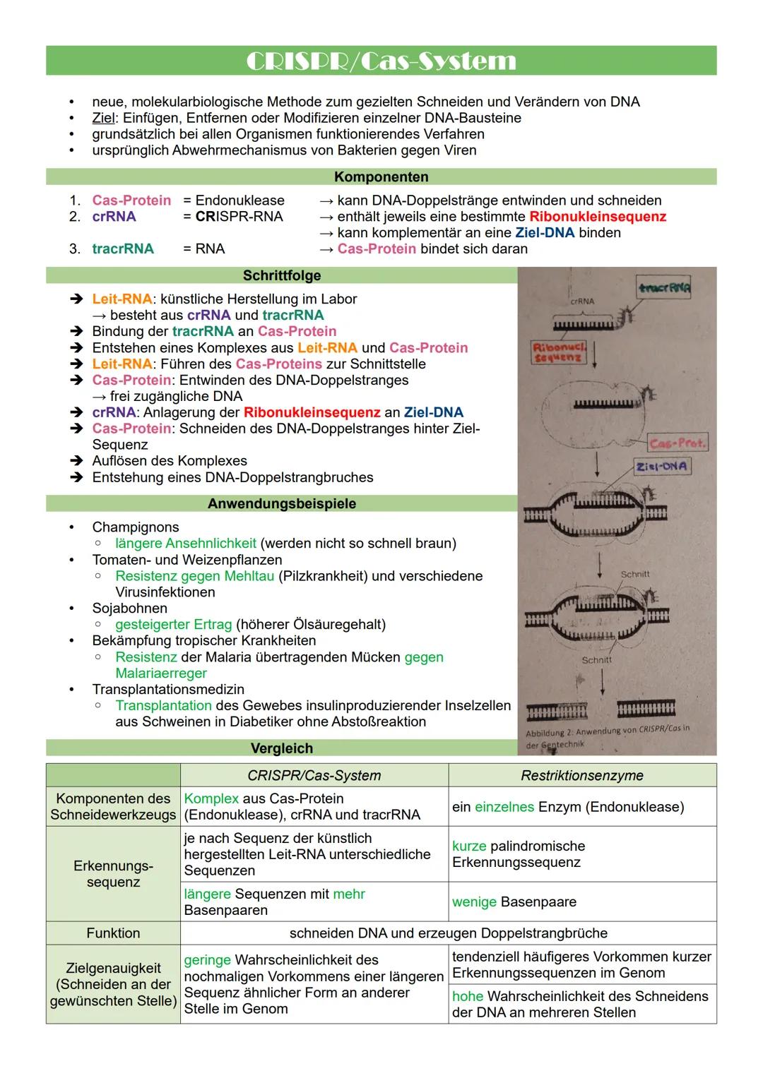 1. Cas-Protein = Endonuklease
2. crRNA
= CRISPR-RNA
3. tracrRNA = RNA
CRISPR/Cas-System
neue, molekularbiologische Methode zum gezielten Sch