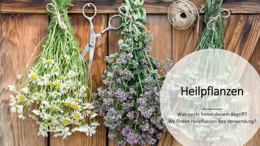 Heilpflanzen
Was steckt hinter diesem Begriff?
Wo finden Heilpflanzen ihre Verwendung? Begriffserklärung/Deutung
Heilpflanzen
,,Heilpflanzen