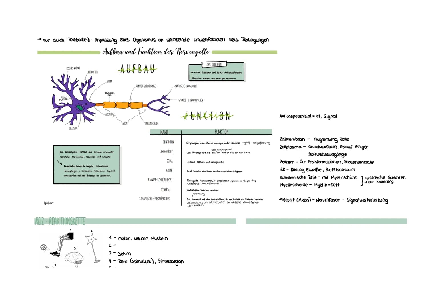 Montag, 26. April 2021 16:36
Neurobiologie
REIZBARKEIT = Fähigkeit, Informationen (Reize) aufzunehmen und auf diese zu reagieren (äußere & i