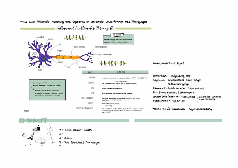 Montag, 26. April 2021 16:36
Neurobiologie
REIZBARKEIT = Fähigkeit, Informationen (Reize) aufzunehmen und auf diese zu reagieren (äußere & i