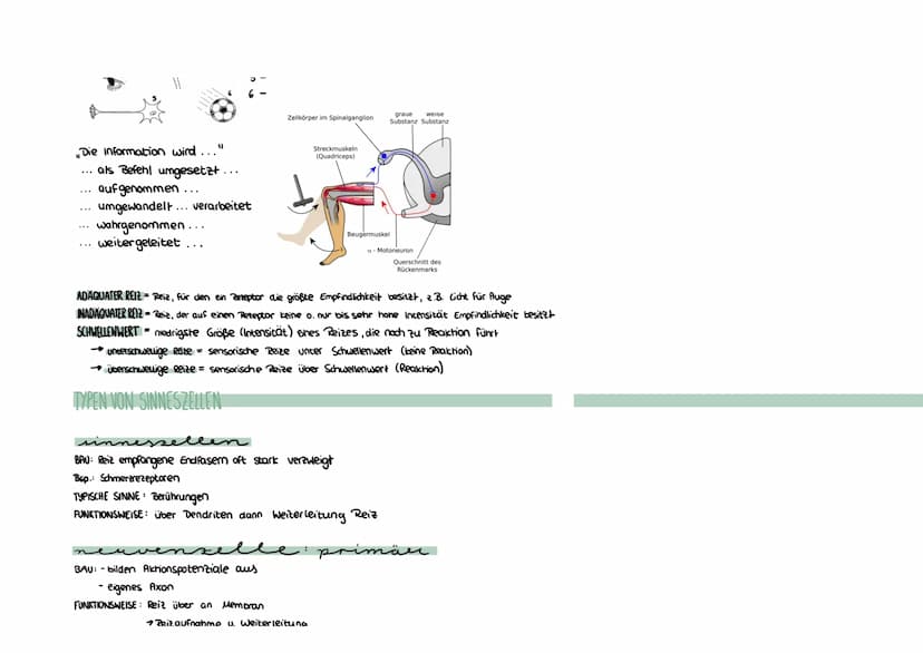 Montag, 26. April 2021 16:36
Neurobiologie
REIZBARKEIT = Fähigkeit, Informationen (Reize) aufzunehmen und auf diese zu reagieren (äußere & i