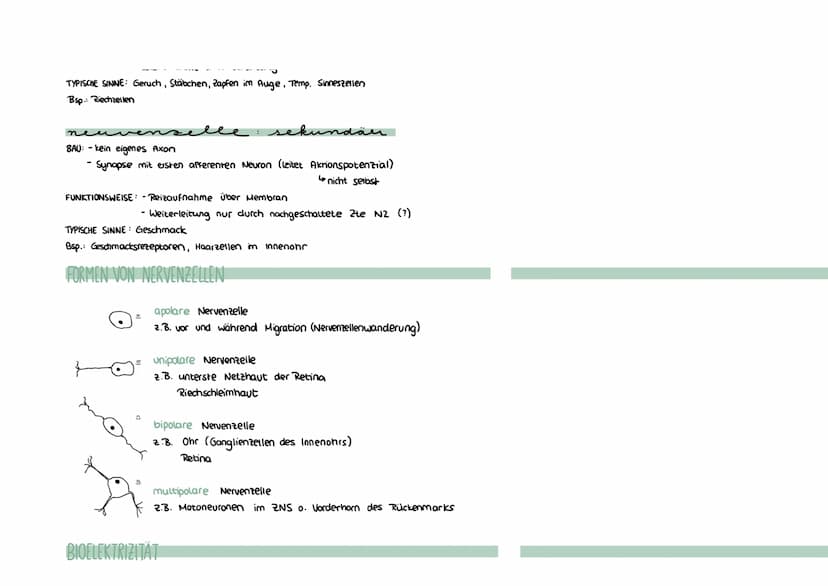 Montag, 26. April 2021 16:36
Neurobiologie
REIZBARKEIT = Fähigkeit, Informationen (Reize) aufzunehmen und auf diese zu reagieren (äußere & i