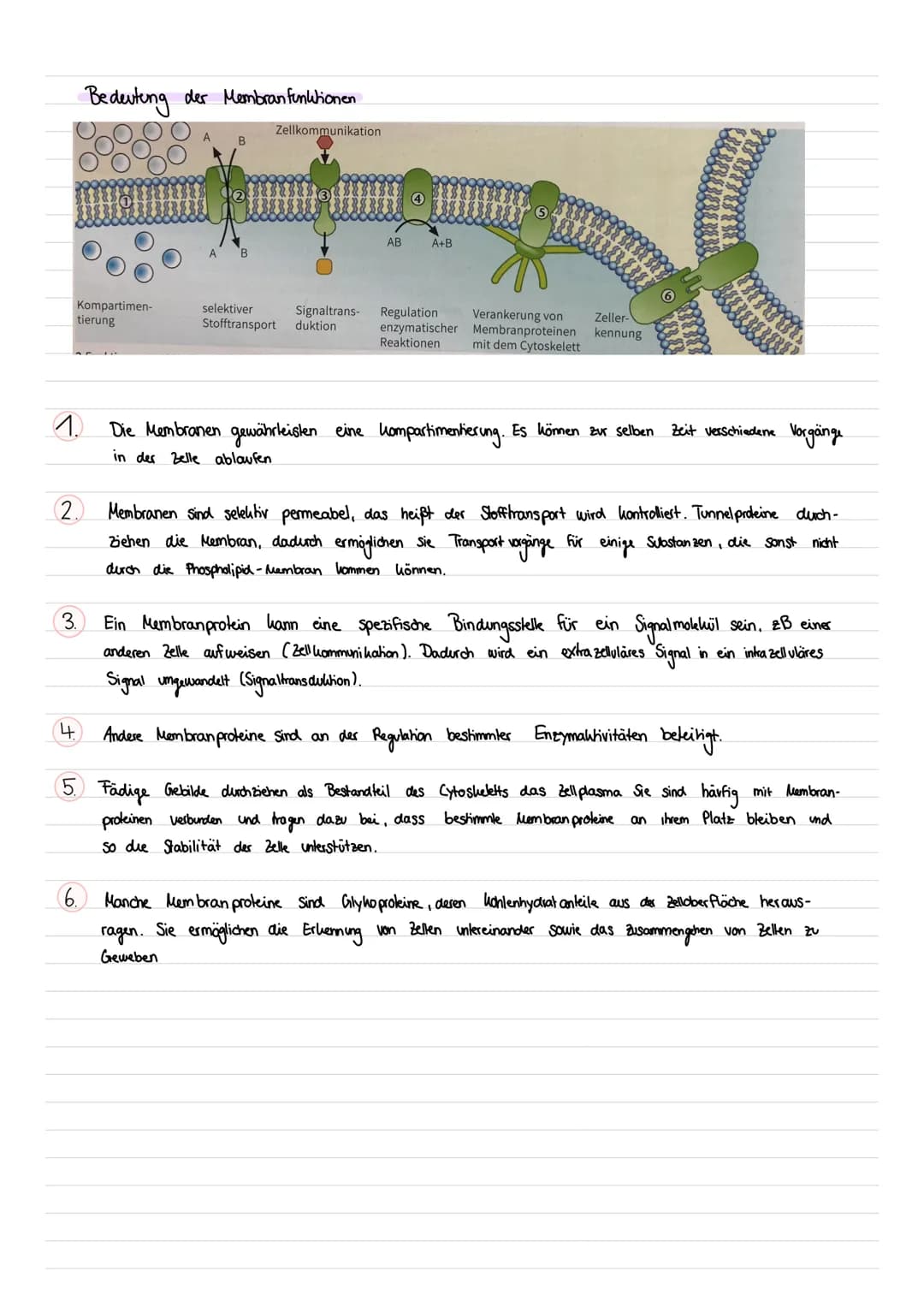 Bio Lernzettel
Entwicklung der Membranforschung
Phospholipid molekule
hydrophiler kopf (Wasserliebend
hydropher Rest (Wasser hassend
Modell 