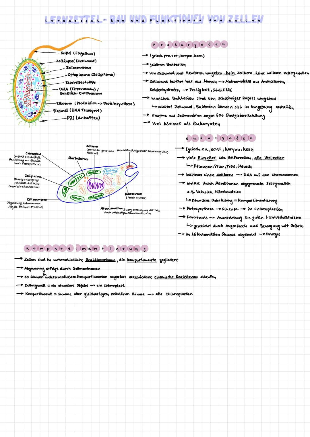 Chloroplast.
lenthalt Chlorophyll,
Herstellung von Glucose
durch fotosynthese)
Zellplasma
transport vorgange
Innerhalb der Zelle
chemische R