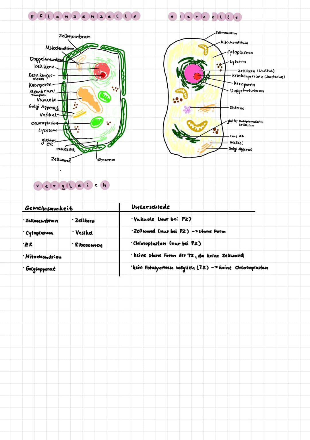 Chloroplast.
lenthalt Chlorophyll,
Herstellung von Glucose
durch fotosynthese)
Zellplasma
transport vorgange
Innerhalb der Zelle
chemische R