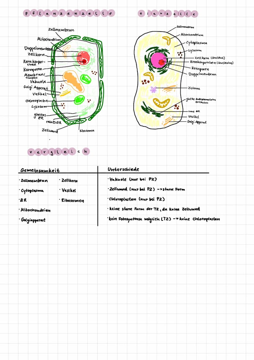 Chloroplast.
lenthalt Chlorophyll,
Herstellung von Glucose
durch fotosynthese)
Zellplasma
transport vorgange
Innerhalb der Zelle
chemische R