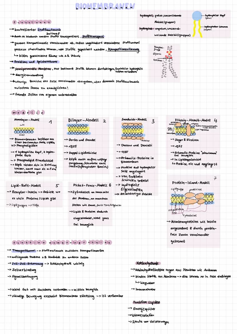 Chloroplast.
lenthalt Chlorophyll,
Herstellung von Glucose
durch fotosynthese)
Zellplasma
transport vorgange
Innerhalb der Zelle
chemische R