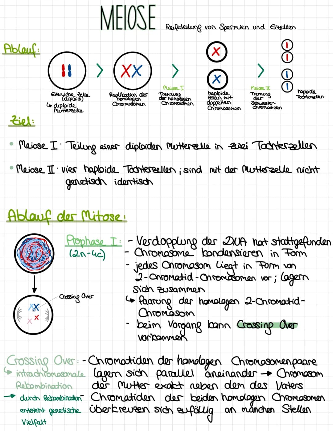 Ablauf:
●
●
11
!!) > (XX
Elterliche Zelle
(diploid)
Mutterzelle
X
L diploide
MEIOSE
Replikation der
homologen
Chromosomen
Ablauf der Mitose: