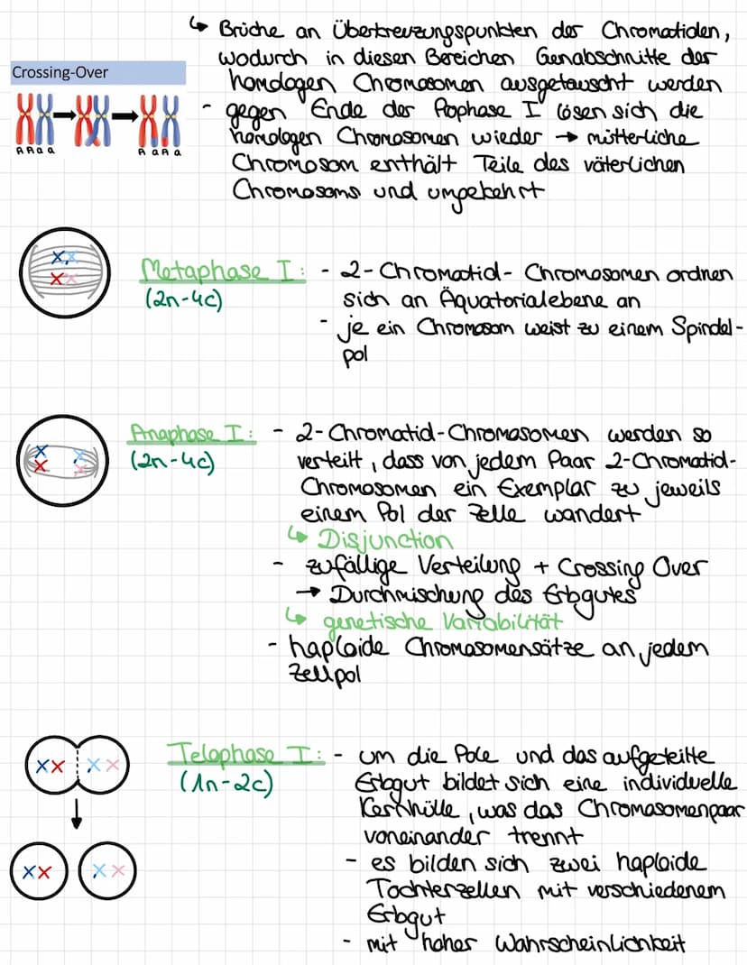 Ablauf:
●
●
11
!!) > (XX
Elterliche Zelle
(diploid)
Mutterzelle
X
L diploide
MEIOSE
Replikation der
homologen
Chromosomen
Ablauf der Mitose: