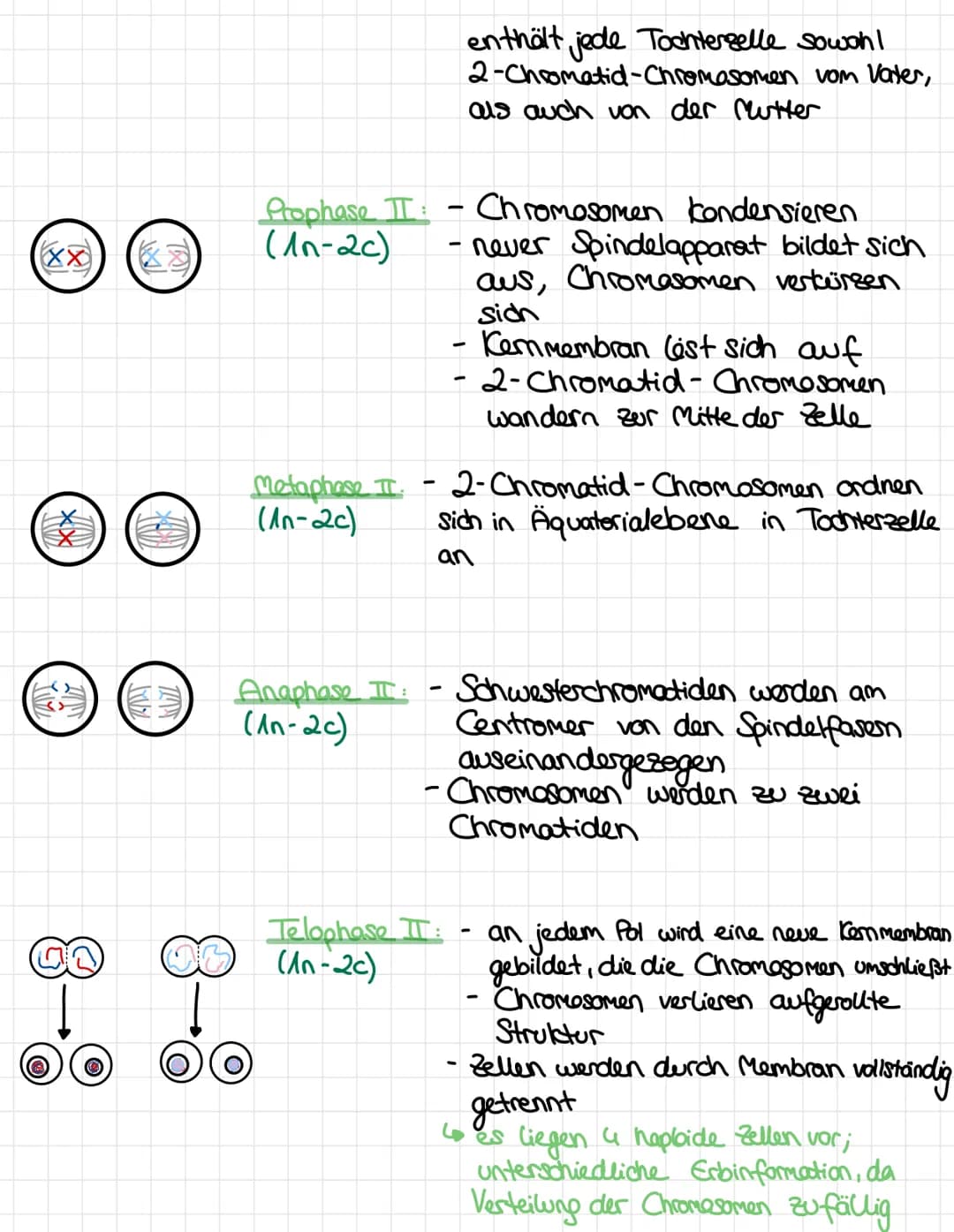 Ablauf:
●
●
11
!!) > (XX
Elterliche Zelle
(diploid)
Mutterzelle
X
L diploide
MEIOSE
Replikation der
homologen
Chromosomen
Ablauf der Mitose: