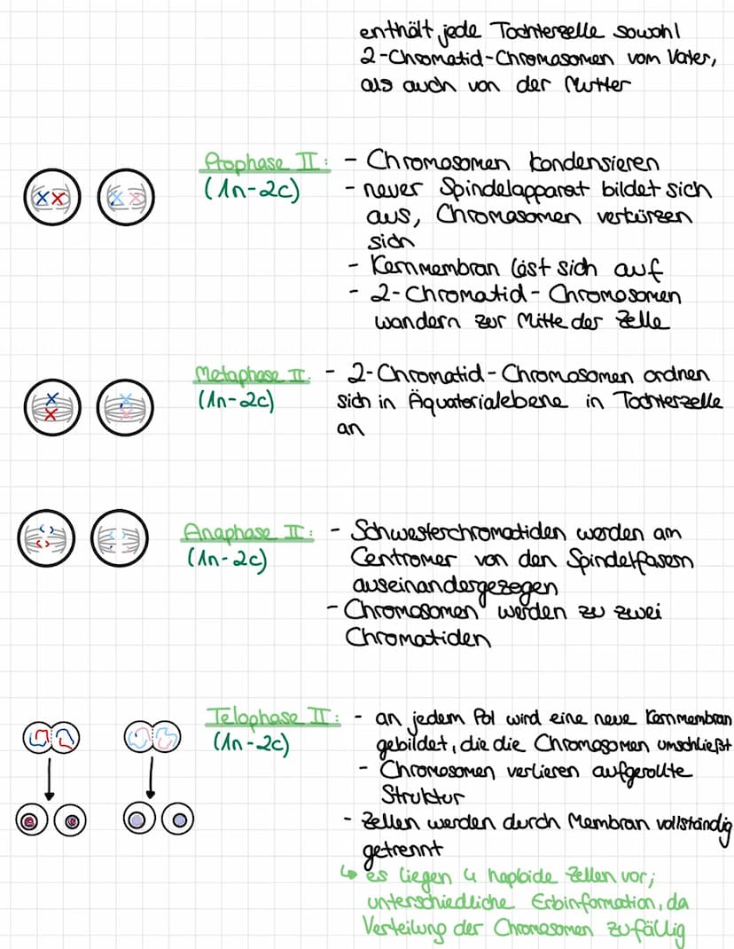 Ablauf:
●
●
11
!!) > (XX
Elterliche Zelle
(diploid)
Mutterzelle
X
L diploide
MEIOSE
Replikation der
homologen
Chromosomen
Ablauf der Mitose: