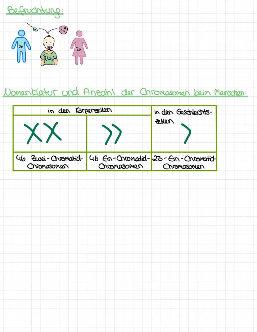 Ablauf:
●
●
11
!!) > (XX
Elterliche Zelle
(diploid)
Mutterzelle
X
L diploide
MEIOSE
Replikation der
homologen
Chromosomen
Ablauf der Mitose: