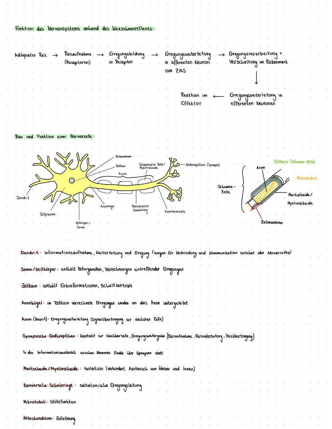 # Neuro

Was tun Rezeptoren? (auch Sensoren oder Sinneszellen genannt)

Organe können mithilfe von Rezeptoren Informationen in Form von Reiz