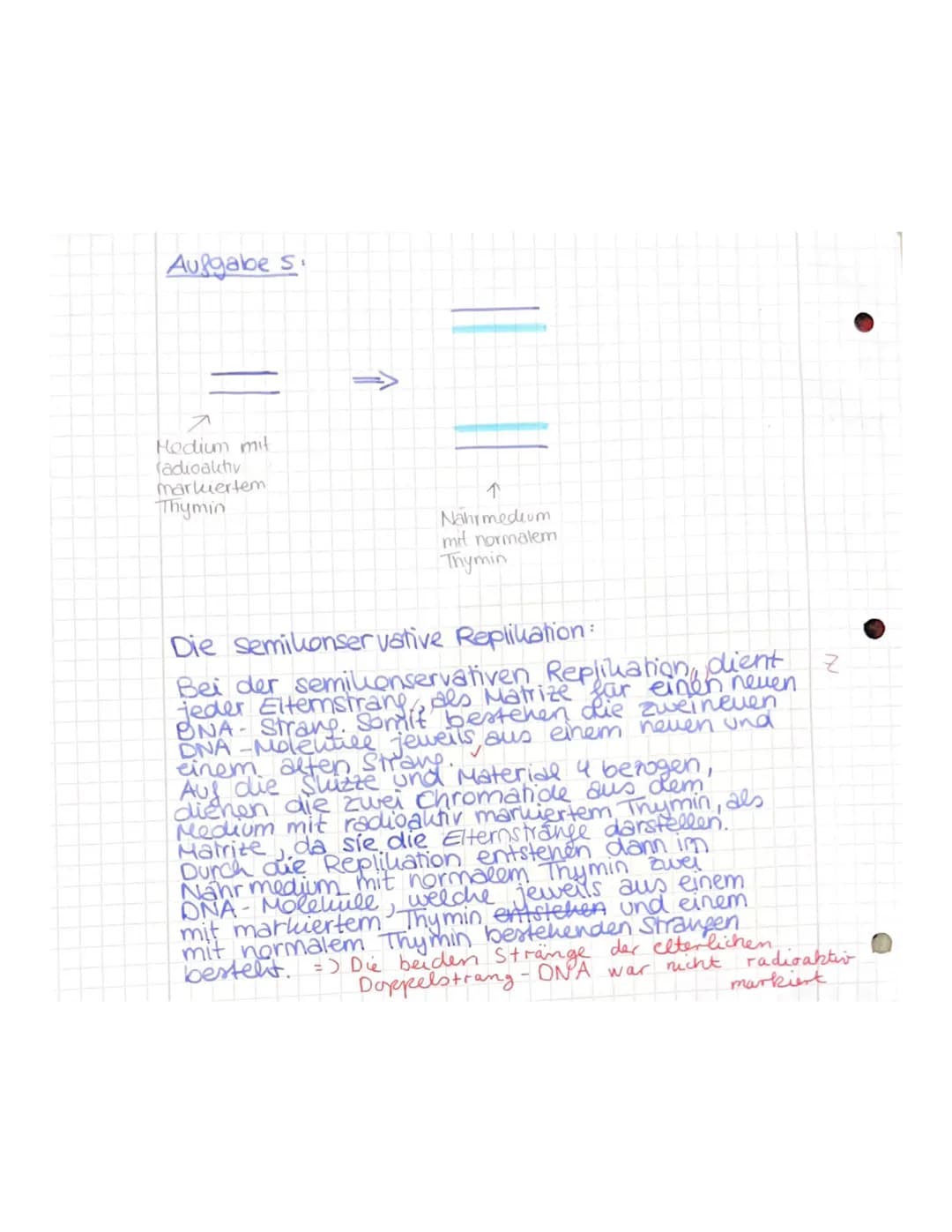 Aufgabe 1:
(Markl Biologie-Lehrerbuch Oberstufe - Klausur Genetik, S.108-109)
✓a) Seit 1947 weiß man, dass die Basenzusammensetzung der DNA 