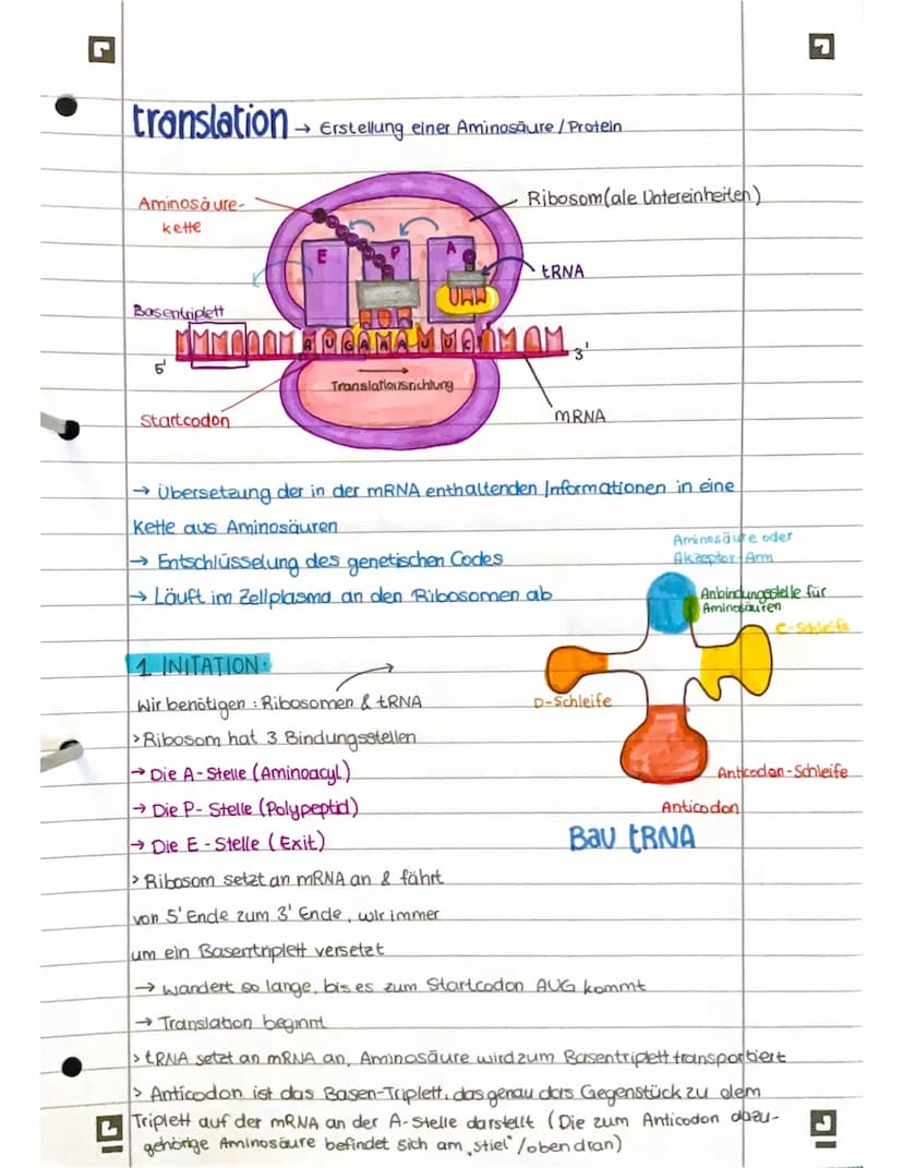 PROTEINBIOSYNTHESE
ABI 23 Hamburg IG
Bestandteile der Proteinbiosynthese
DNA Desoxyribonukleinsäure (DNS) Träger der genelischen Erbinformat
