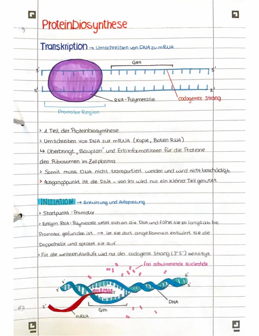 PROTEINBIOSYNTHESE
ABI 23 Hamburg IG
Bestandteile der Proteinbiosynthese
DNA Desoxyribonukleinsäure (DNS) Träger der genelischen Erbinformat