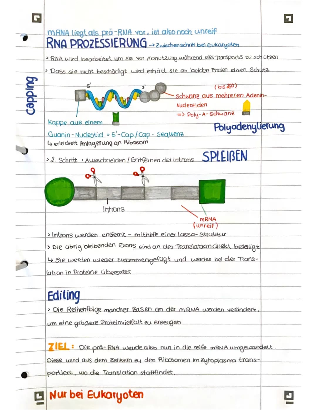 PROTEINBIOSYNTHESE
ABI 23 Hamburg IG
Bestandteile der Proteinbiosynthese
DNA Desoxyribonukleinsäure (DNS) Träger der genelischen Erbinformat