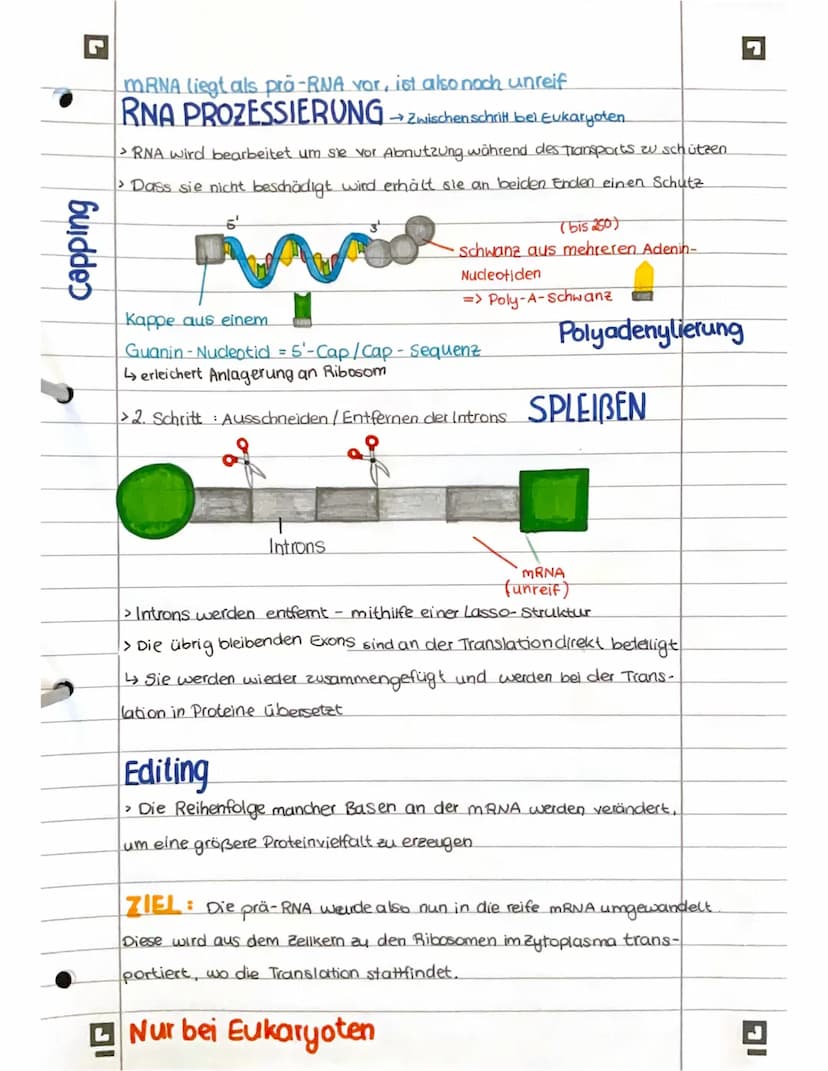 PROTEINBIOSYNTHESE
ABI 23 Hamburg IG
Bestandteile der Proteinbiosynthese
DNA Desoxyribonukleinsäure (DNS) Träger der genelischen Erbinformat