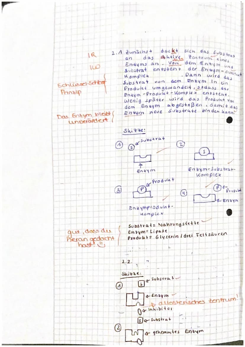 04.03.2022
EF Biologie (
Klausur Nr. 2-Enzymatik
Name:
Aufgabe 1: Lactase
1.1 Beschreiben Sie den Aufbau sowie die allgemeinen Funktionen vo