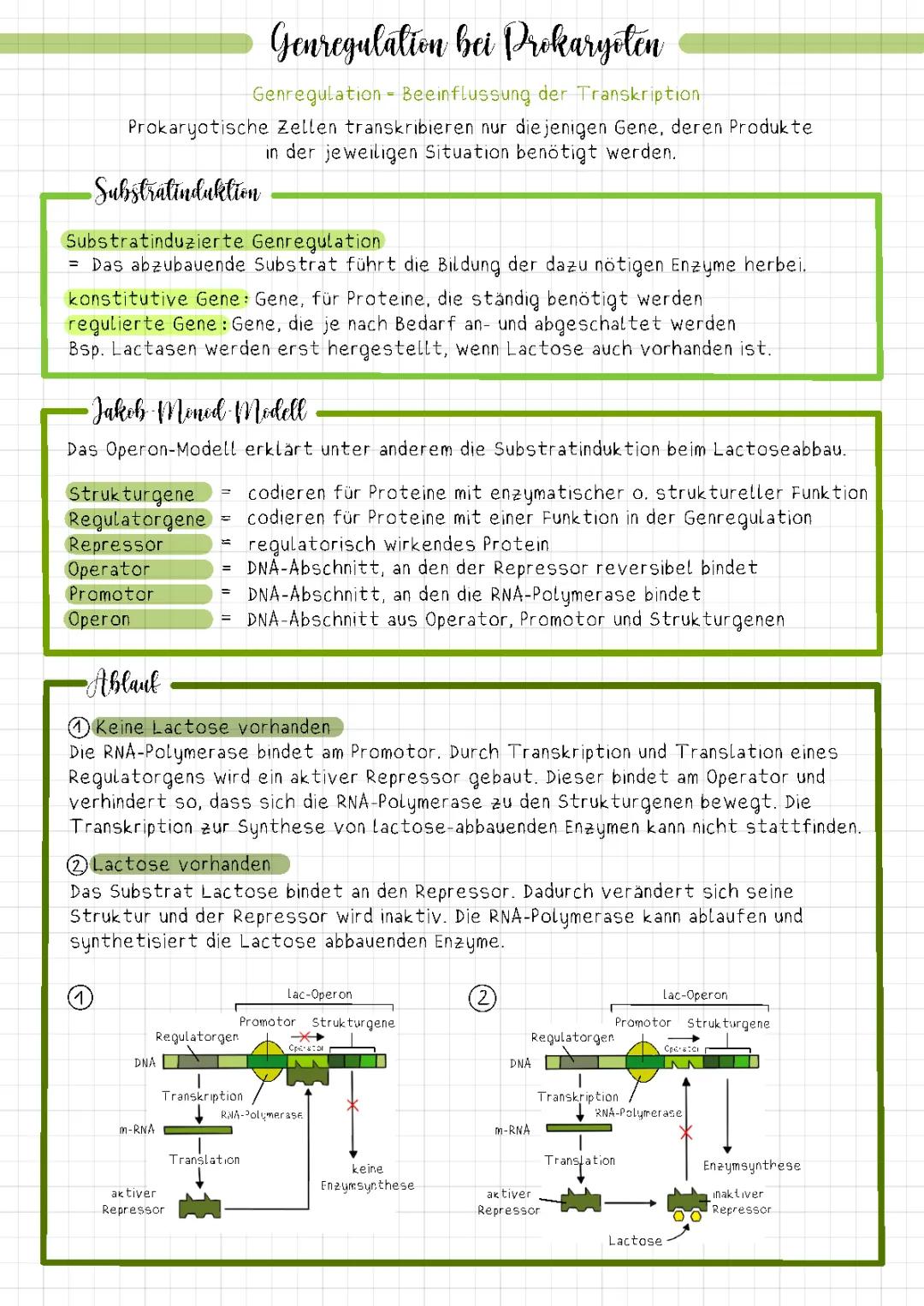 Genregulation bei Prokaryoten