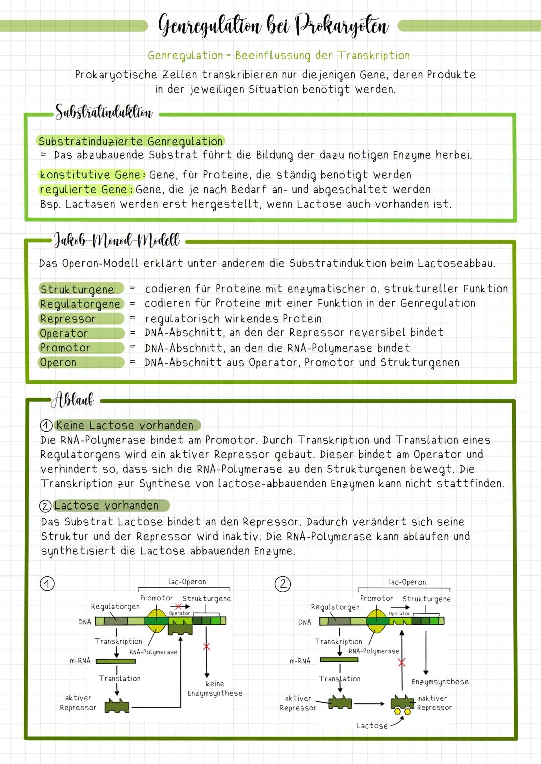 Genregulation bei Prokaryoten
Genregulation - Beeinflussung der Transkription
Prokaryotische Zellen transkribieren nur diejenigen Gene, dere