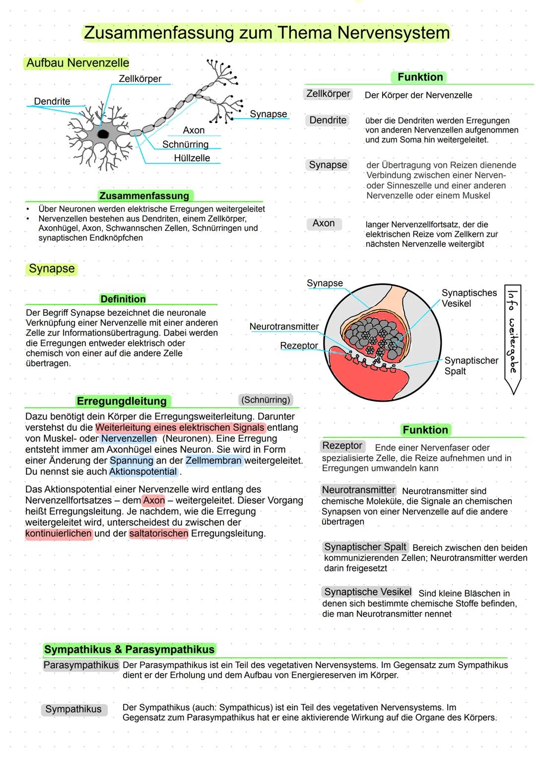 Reiz und Reaktion
Zusammenfassung zum Thema Nervensystem
Jeder Einfluss aus der Umwelt, der eine
Wirkung auf dem Körper hat wird als Reiz
be