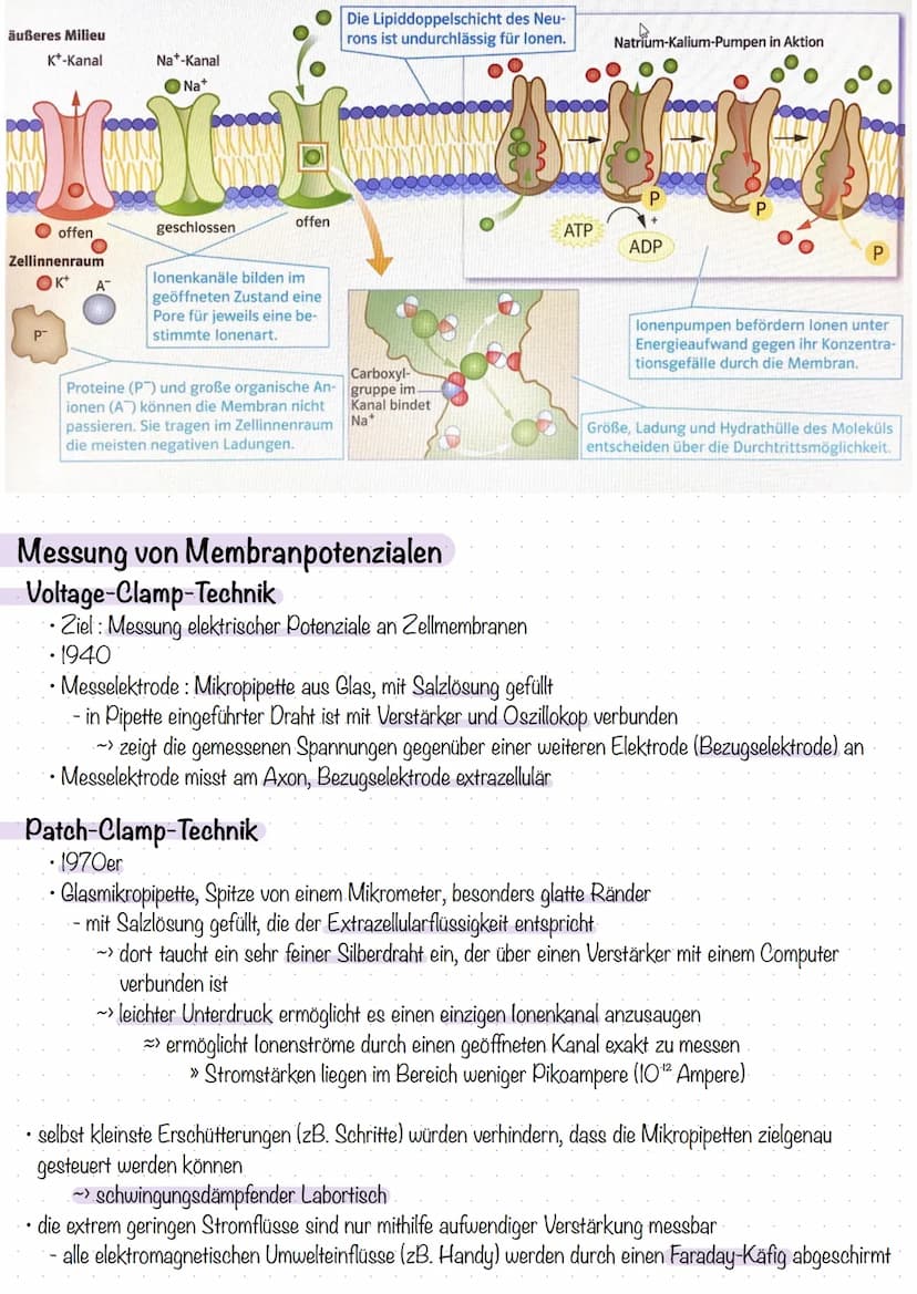 Entstehung des Membranpotenzials
Neuron ist von Lipiddoppelschicht umgeben
- trennt zwei Flüssigkeitsäume unterschiedlicher Ladung
- bildet 