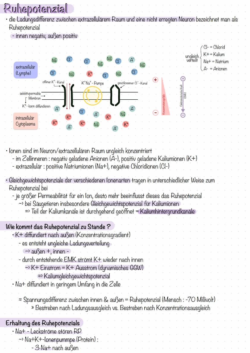 Entstehung des Membranpotenzials
Neuron ist von Lipiddoppelschicht umgeben
- trennt zwei Flüssigkeitsäume unterschiedlicher Ladung
- bildet 