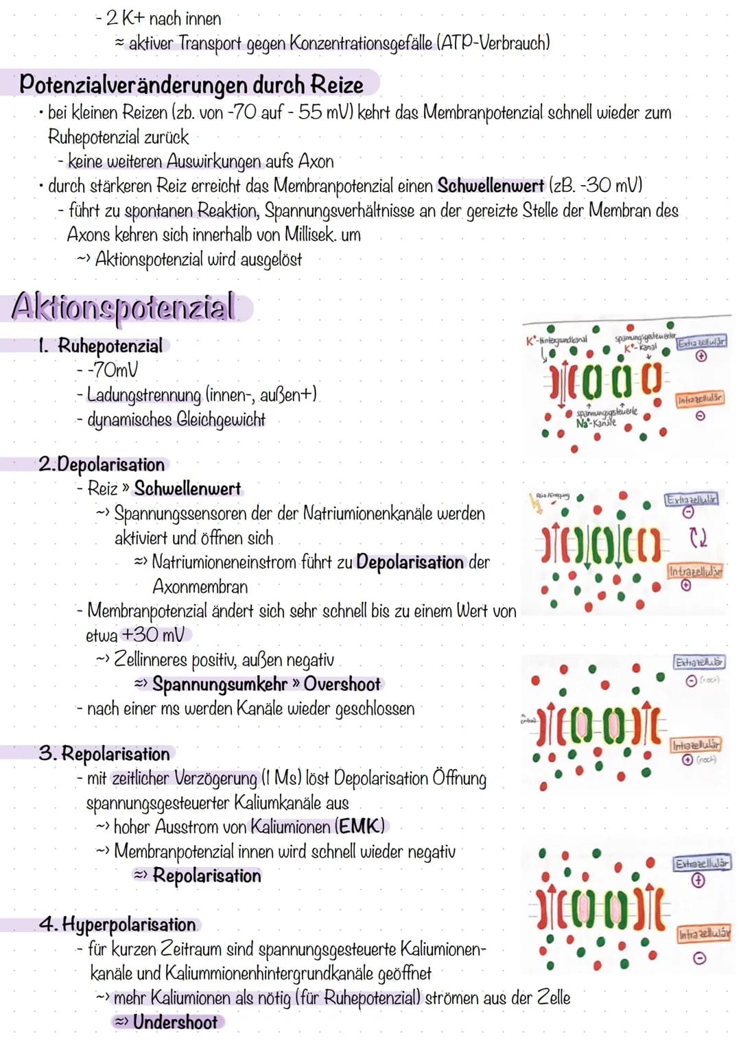 Entstehung des Membranpotenzials
Neuron ist von Lipiddoppelschicht umgeben
- trennt zwei Flüssigkeitsäume unterschiedlicher Ladung
- bildet 