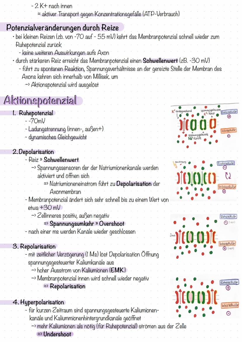 Entstehung des Membranpotenzials
Neuron ist von Lipiddoppelschicht umgeben
- trennt zwei Flüssigkeitsäume unterschiedlicher Ladung
- bildet 