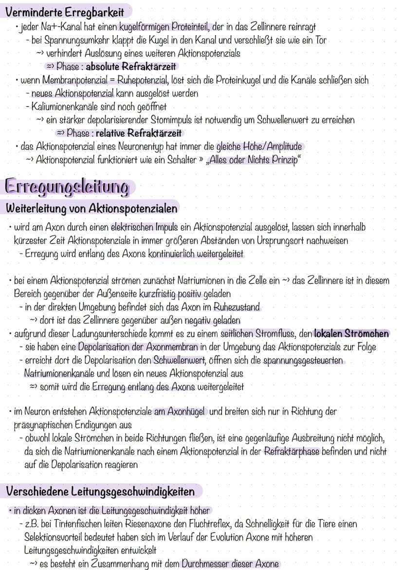 Entstehung des Membranpotenzials
Neuron ist von Lipiddoppelschicht umgeben
- trennt zwei Flüssigkeitsäume unterschiedlicher Ladung
- bildet 