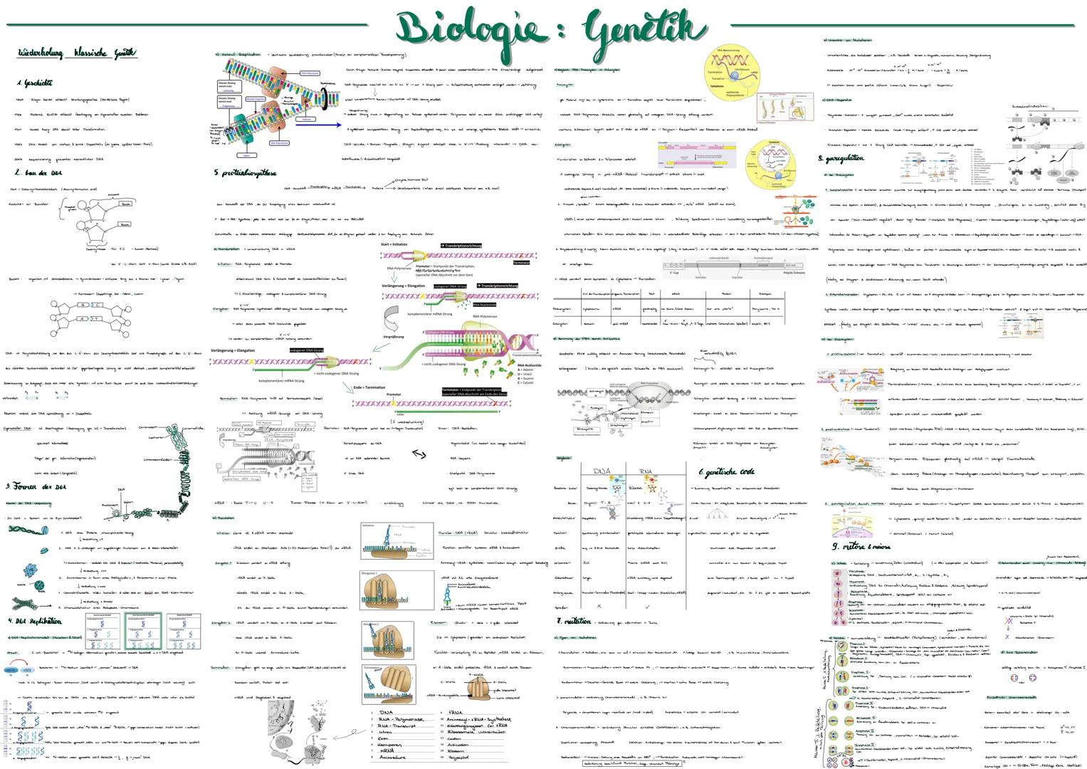 # Biologie: Genètik

Wiederholung klassische Guulik

1. Geschichte

2. bau der Due

5 protéinbiosynthese

{

3. Formen der DEA

e

4. Del Re