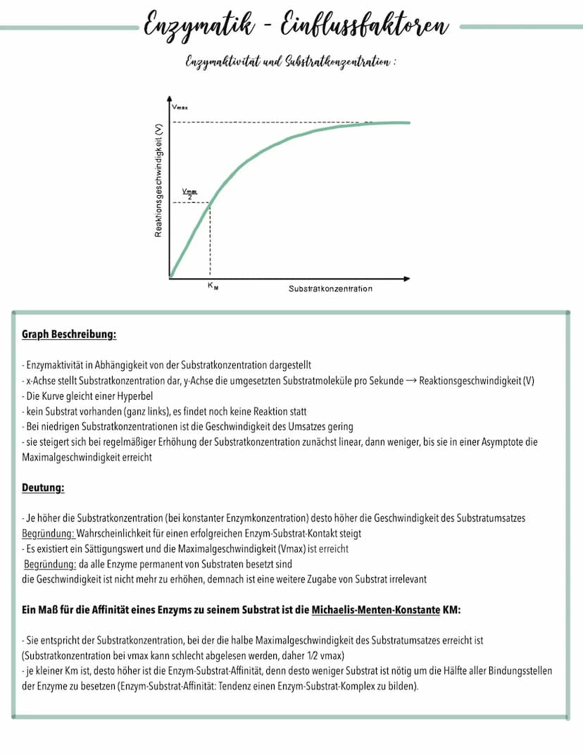 Enzymatik - Einflussfaktoren
Enzymaktivität und Temperatur:
Geschwindigkeit des
Substratumsatzes
0
In
10
20
RGT-Regel
30
40 50
Hitzedenaturi