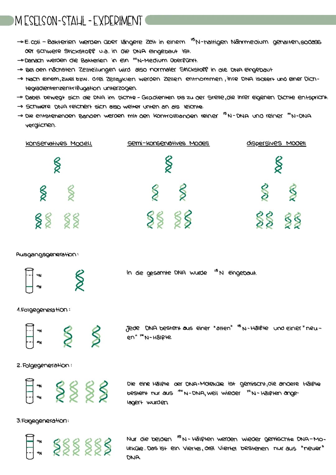 Meselson Stahl Experiment