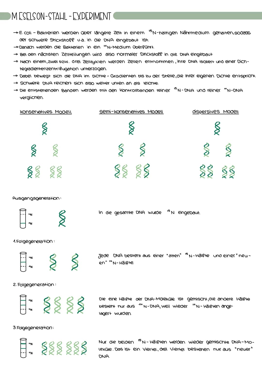 MESELSON-STAHL-EXPERIMENT
→ E. coli - Bakterien werden über längere Zeit in einem 5N-haltigen Nahrmedium gehalten, sodass
der schwere Sticks