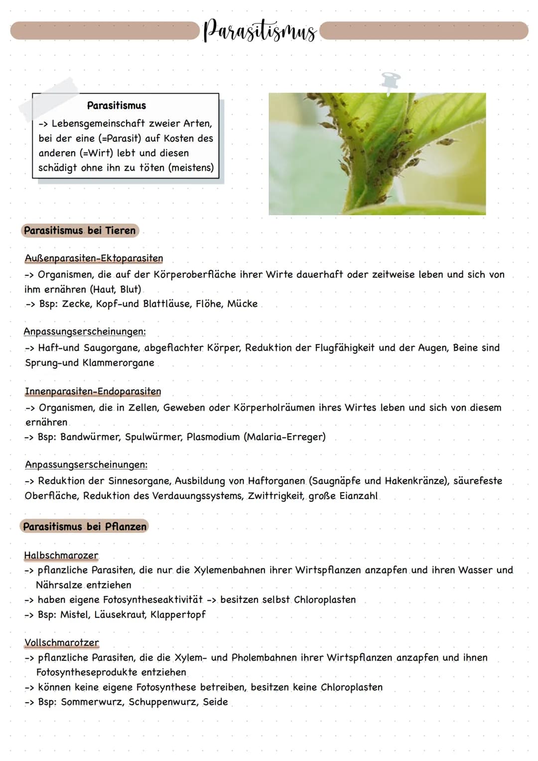 Symbiose
= Lebensgemeinschaft von Organismen zweier Arten zum gegenseitig Vorteil
Mykorrhiza (Symbiose von Samenpflanzen und Pilzen)
Vorteil